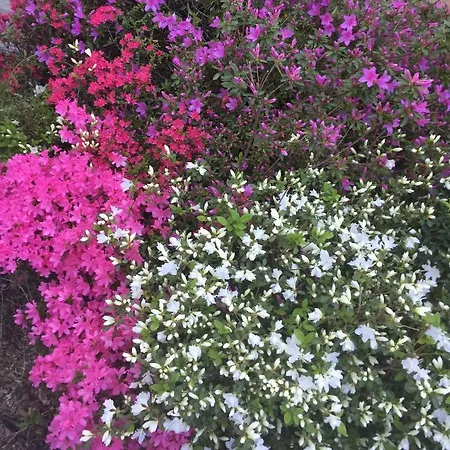 Lavanda Комо